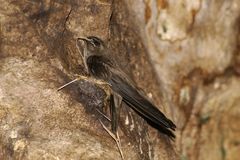 Aerodramus unicolor