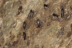 Aerodramus unicolor
