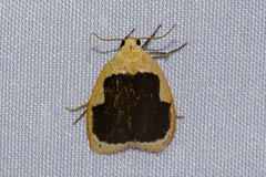 Pseudoblabes oophora