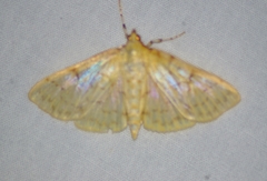 Polygrammodes flavidalis