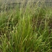 Pacific Small-Reedgrass - Photo (c) Bill Rodstrom, some rights reserved (CC BY-NC), uploaded by Bill Rodstrom