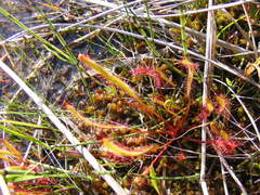 Drosera linearis