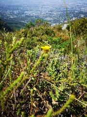 Cullumia reticulata