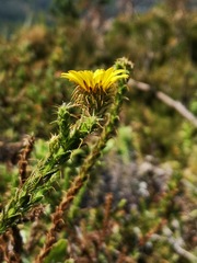 Cullumia reticulata