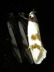 Antipterna trilicella