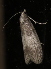 Aphomia baryptera