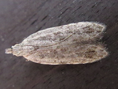 Tornodoxa paraleptopalta