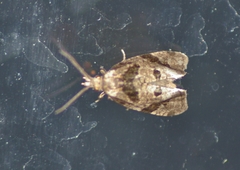 Aethes rana