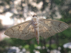Haritalodes derogata