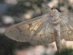 Haritalodes derogata