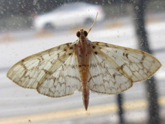 Haritalodes derogata