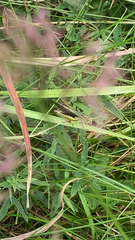 Omocestus viridulus