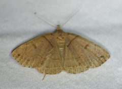 Zanclognatha laevigata