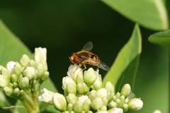Parhelophilus obsoletus