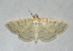 Polygrammodes flavidalis