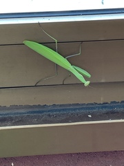 Mantis religiosa