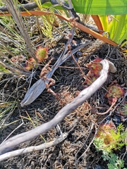 Drosera cuneifolia