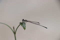 Prodasineura autumnalis