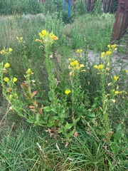 Oenothera biennis