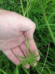Ranunculus acris acris