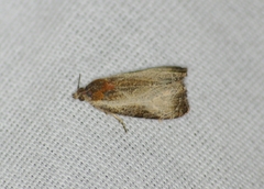 Olethreutes inornatana