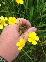 Ranunculus acris acris