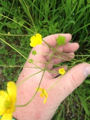 Ranunculus acris acris