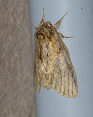 Peridea basitriens
