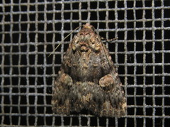 Condica macrosema