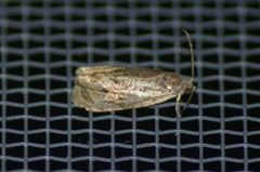 Olethreutes nigranum