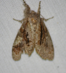 Dasychira obliquata