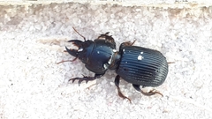 Acanthoscelis ruficornis