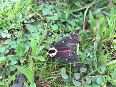 Lymantria semicincta