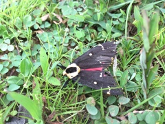 Lymantria semicincta