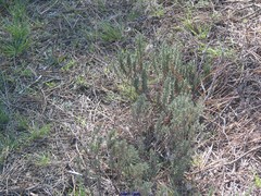 Lavandula stoechas luisieri