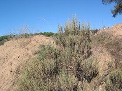 Lavandula pedunculata