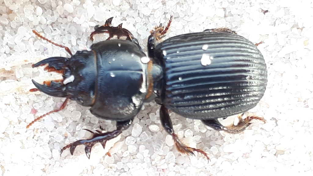 Acanthoscelina