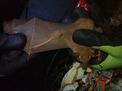 Epomophorus pusillus