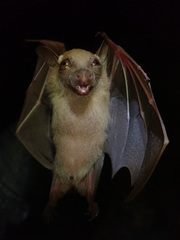 Epomophorus pusillus