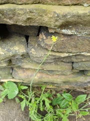 Sisymbrium officinale