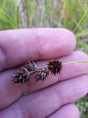 Carex reniformis