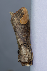 Phalera grotei