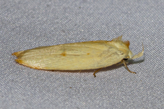 Oditinae