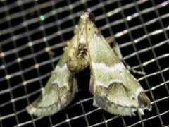 Arescoptera idiotypa