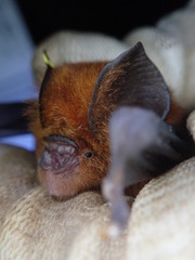 Hipposideros