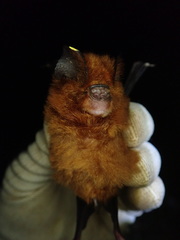 Hipposideros