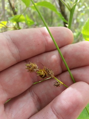 Carex albolutescens