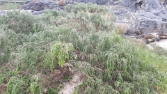Passerina ericoides