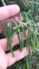 Passerina ericoides