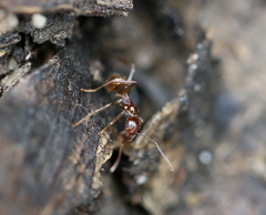 Aphaenogaster longiceps